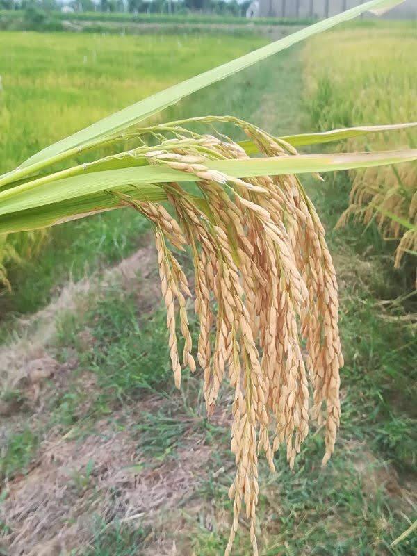 Rice field approaching harvest