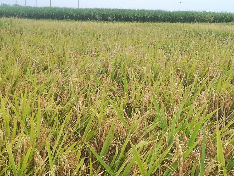 Productive farmland within its natural landscape