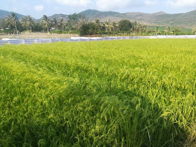 Irrigated Wazobia agricultural field