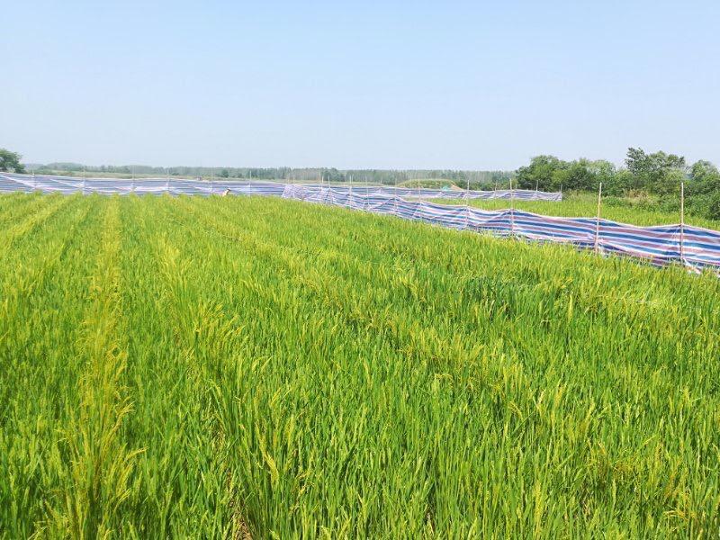 A close look at a maturing rice crop