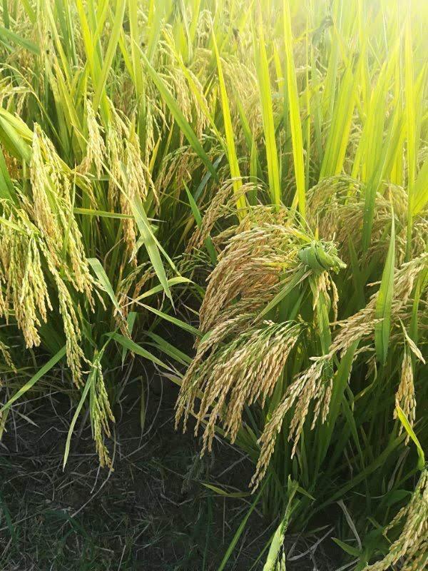 Field development under active cultivation