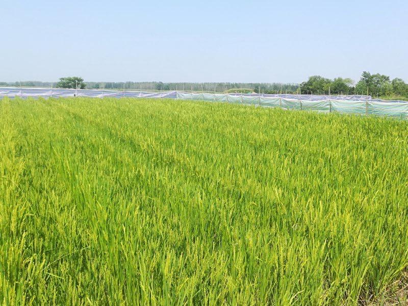 Rice crop progressing towards harvest