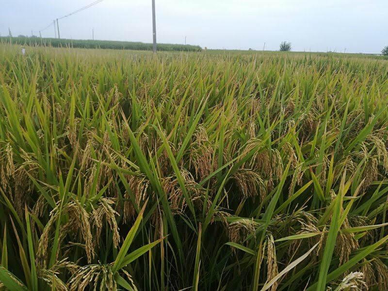 Mature rice heads in the field