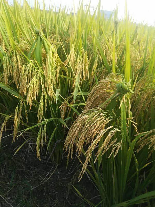 Ripening crop at the source