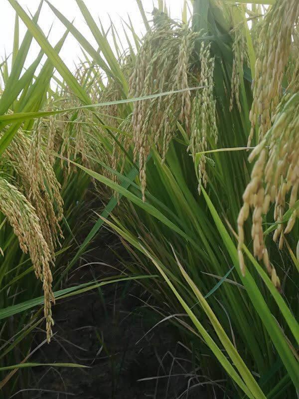 Healthy grains on a mature rice plant
