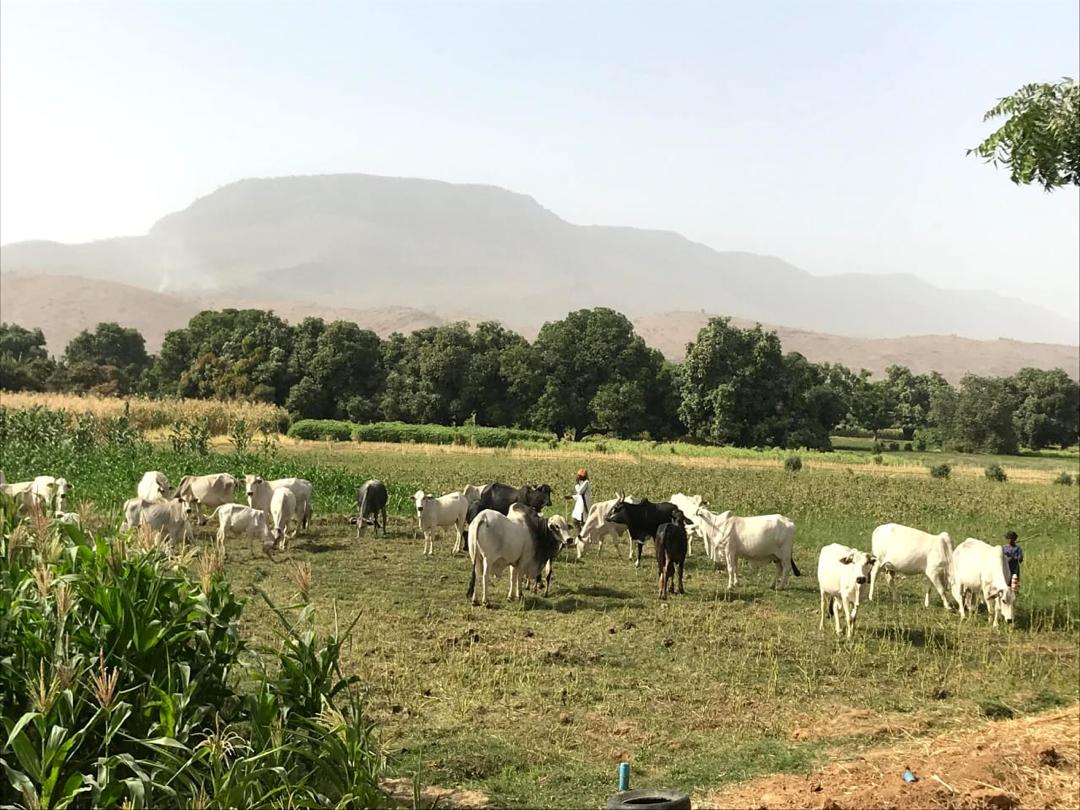 Livestock grazing on agricultural land